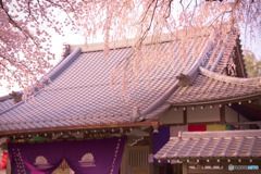 枝垂れ桜の寺