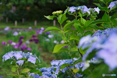 アジサイと花菖蒲