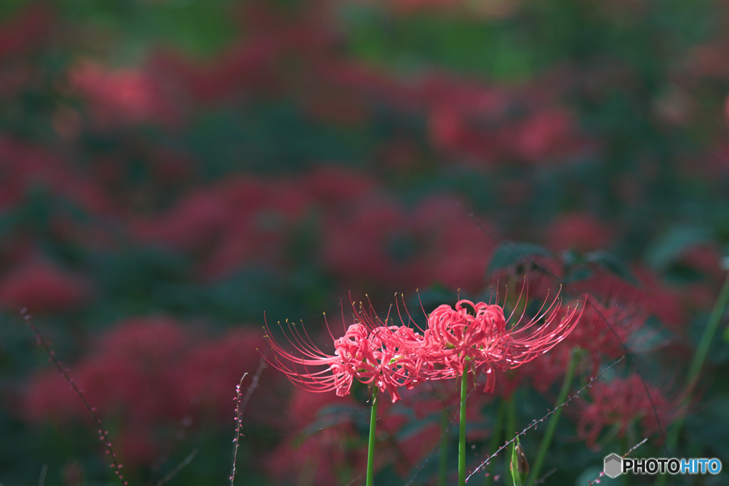 相模原北公園