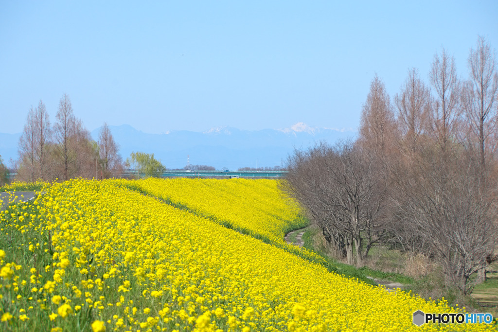 入間大橋菜の花ロード