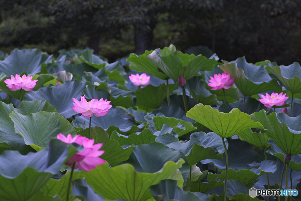 薬師池公園