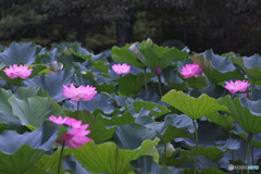 薬師池公園