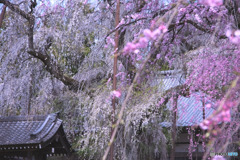 清雲寺の枝垂れ桜
