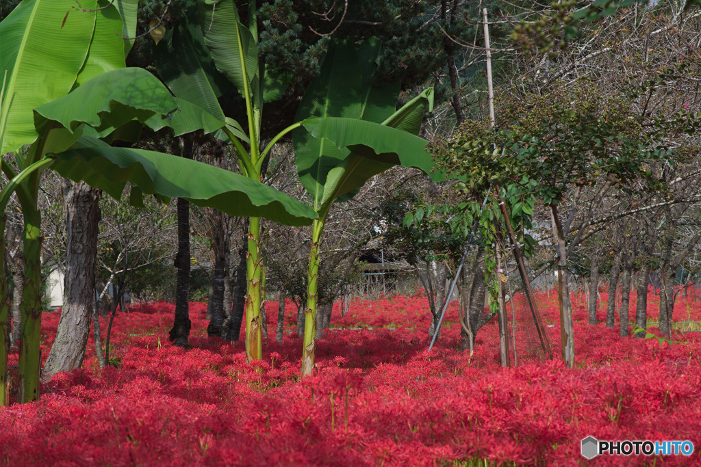 深山の花園