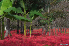 深山の花園