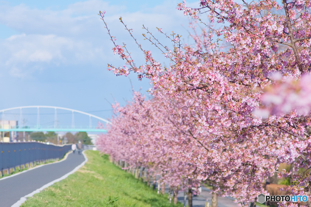 河津桜の歩道