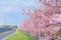 河津桜の歩道