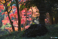 殿ヶ谷戸庭園