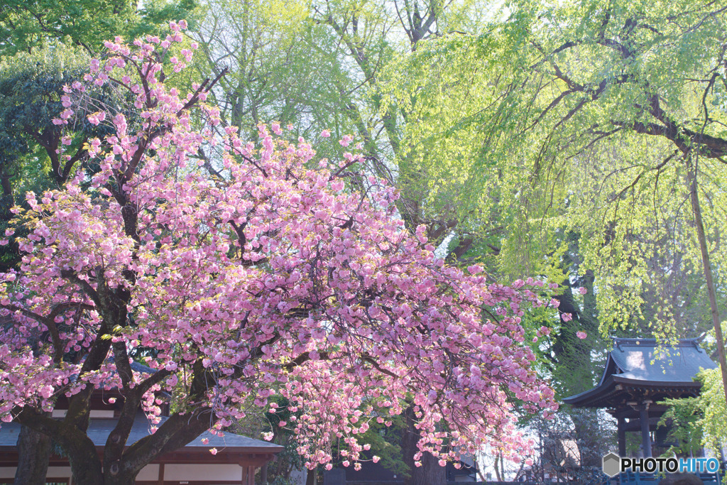 宝幢寺