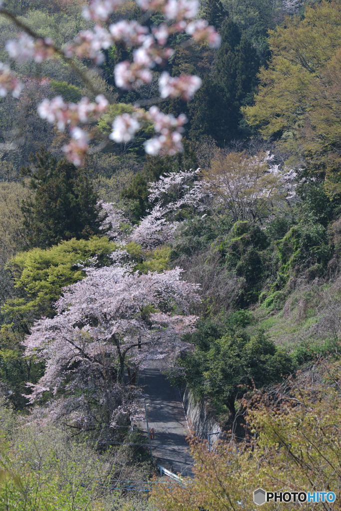 虎山の千本桜