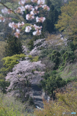 虎山の千本桜