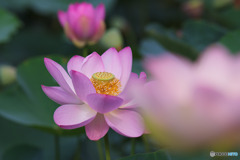 寿中央公園