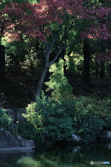府中の森公園