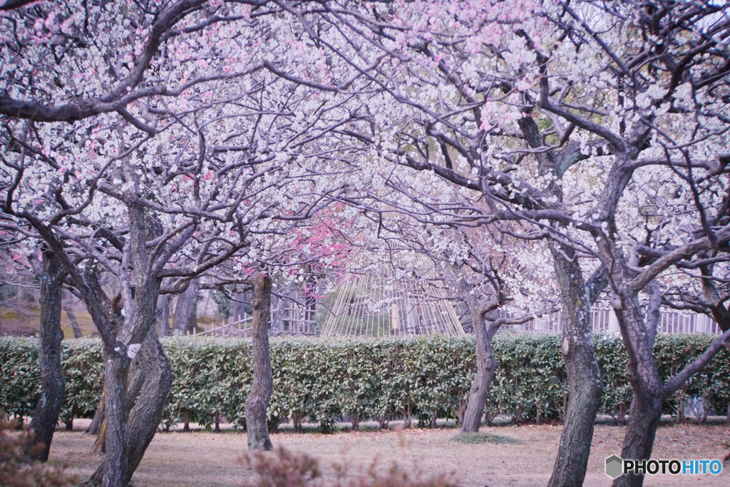 府中の森公園