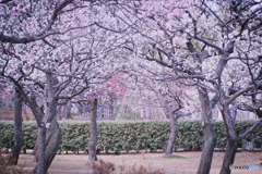府中の森公園