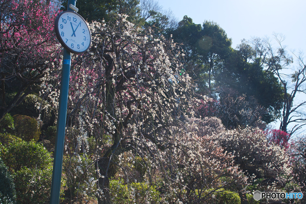 池上梅園