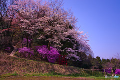 網代弁天山公園