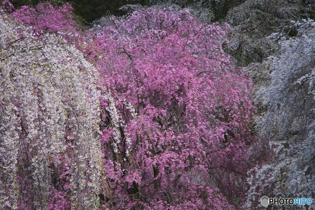 清雲寺の枝垂れ桜