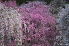 清雲寺の枝垂れ桜