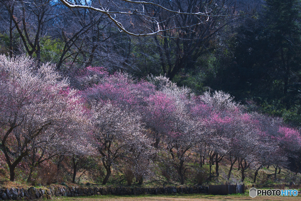 小峰公園