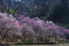 小峰公園