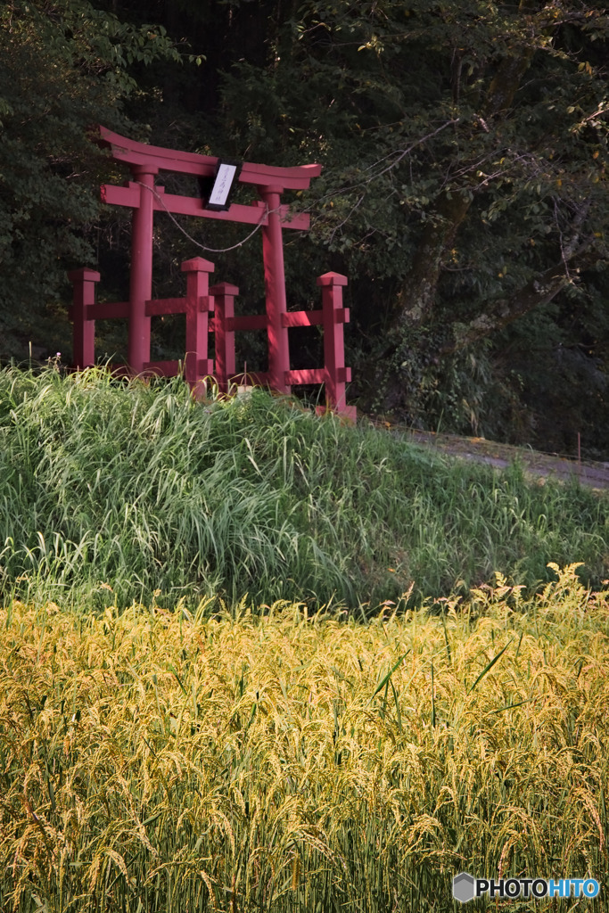 実りの季節