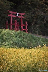 実りの季節