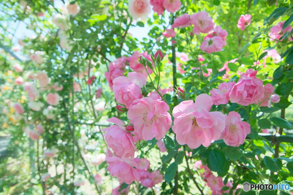 夢
