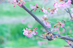 河津桜