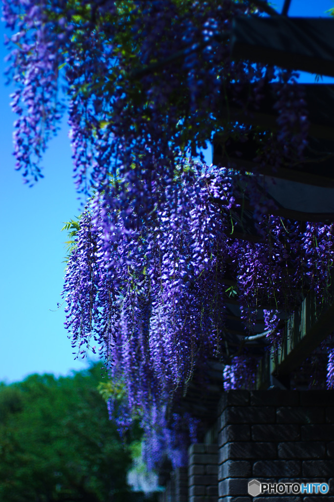 小金井公園の藤