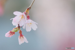 西光寺