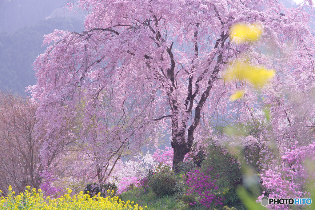 桜源郷