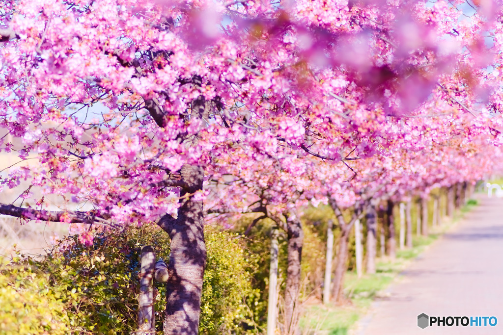 河津桜、東村山浄水場前
