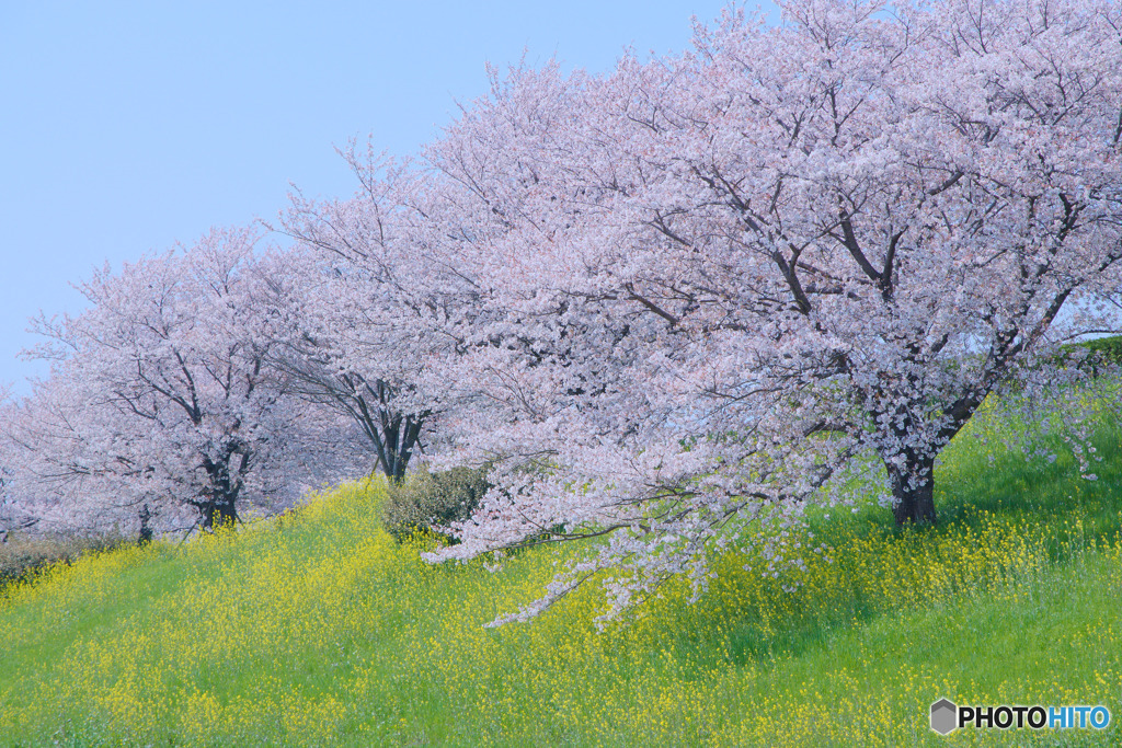山田桜堤