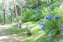 霞丘陵自然公園、あじさい