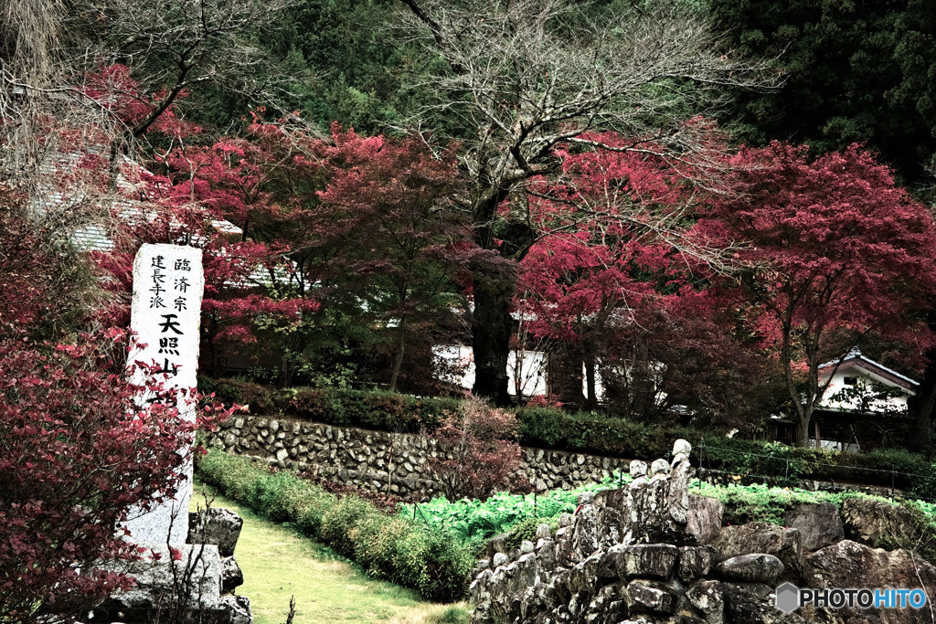 龍珠院の紅葉