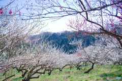 本沢梅園