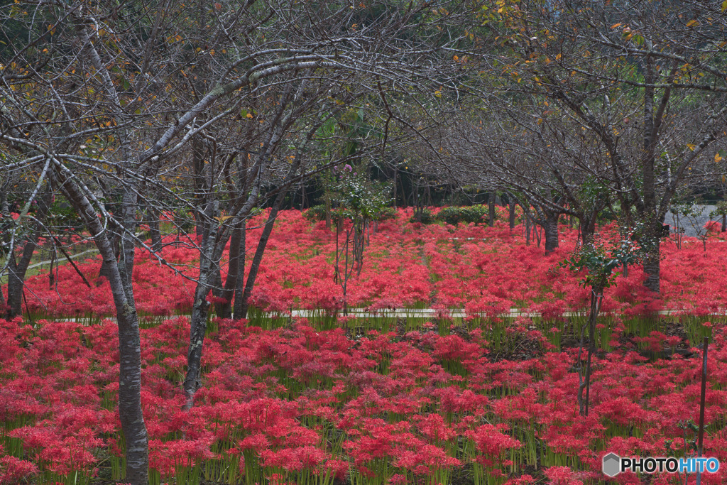 深山の花園