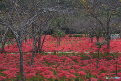 深山の花園