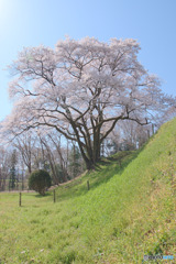 鉢形城公園