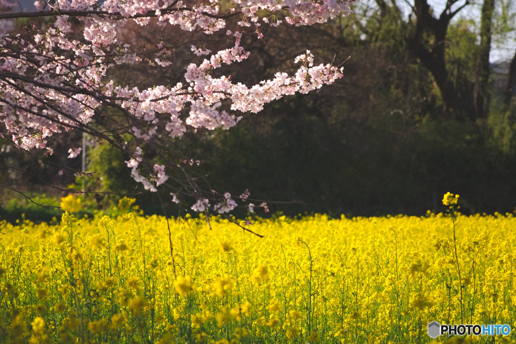 下加治の菜の花畑