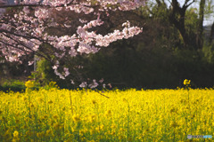 下加治の菜の花畑