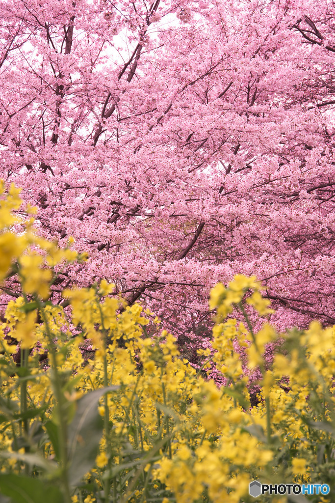 君の夢 見届け誇る 桜かな