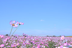 コスモスアリーナふきあげ