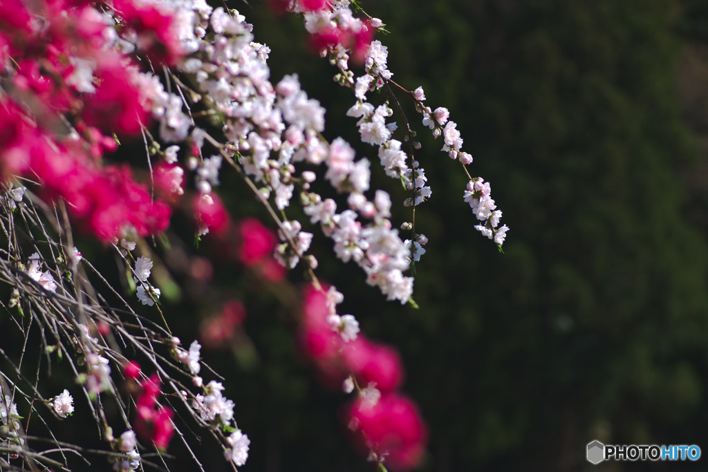 花桃