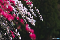 花桃
