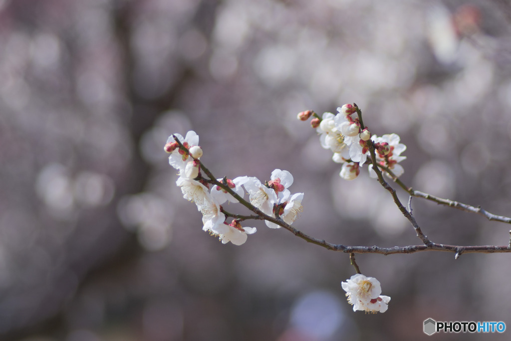 大宮第二公園の白梅