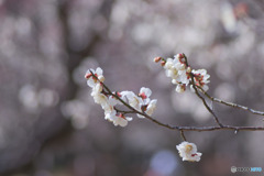 大宮第二公園の白梅