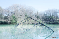 水没した枯木が好き