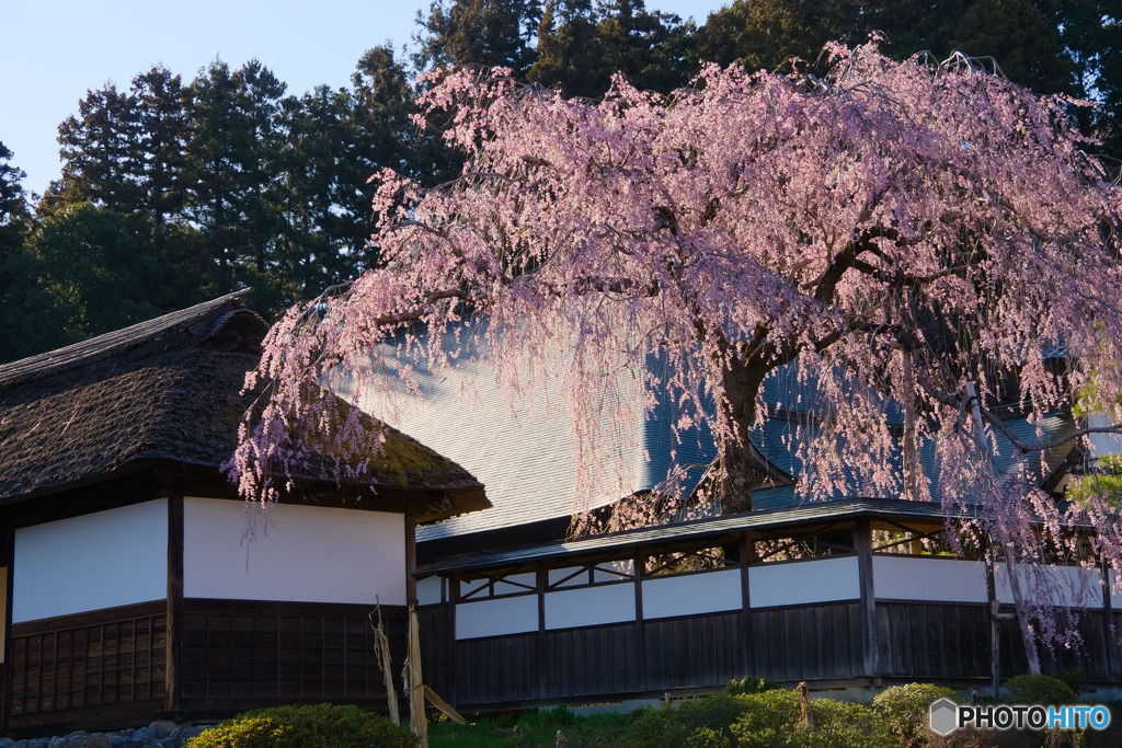 青梅市、安楽寺